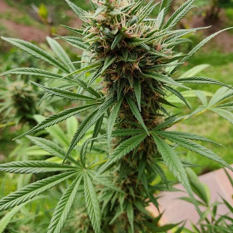 Rosa kush growlog timeline photo