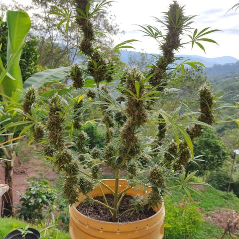 Rosa kush growlog timeline photo