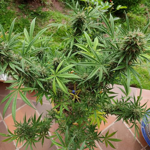 Rosa kush growlog timeline photo