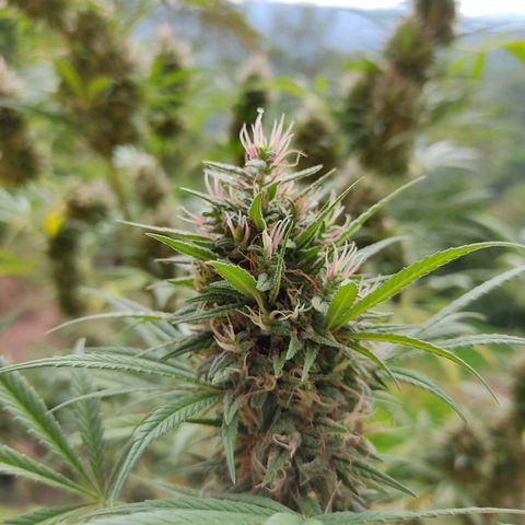 Rosa kush growlog timeline photo