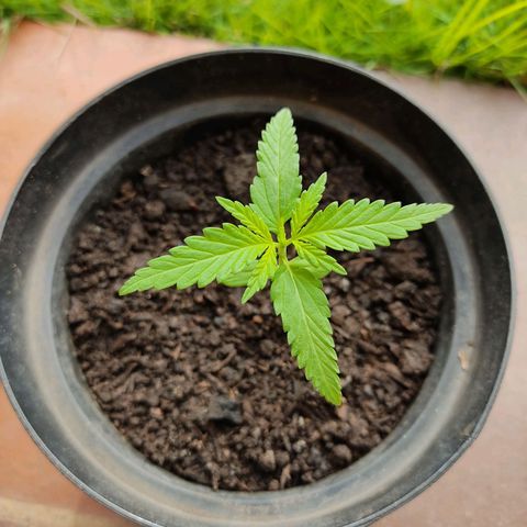 Catas BD #1 growlog timeline photo