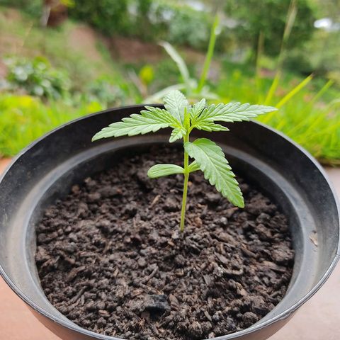 Catas BD #1 growlog timeline photo