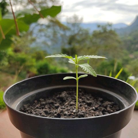 Catas BD #1 growlog timeline photo