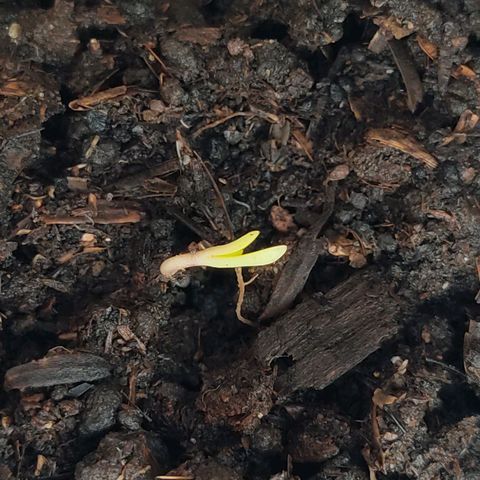 Novellow growlog timeline photo