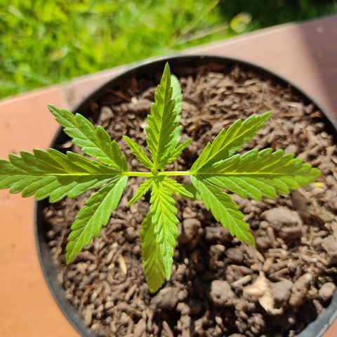 Catas BD #1 growlog photo: Se agregó sustrato 