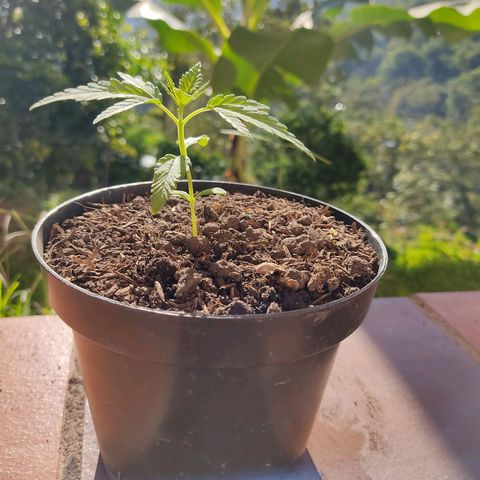 Catas BD #1 growlog photo: Se agregó sustrato 