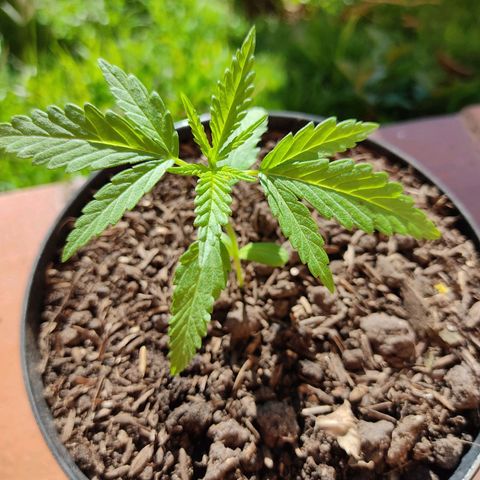Catas BD #1 growlog photo: Se agregó sustrato 