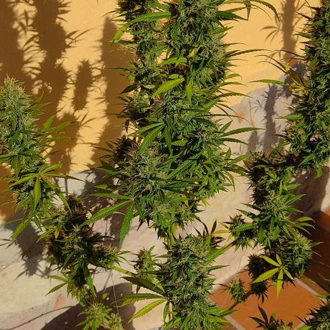 Piñita limón  growlog timeline photo