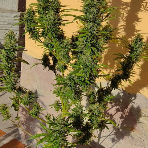 Piñita limón  growlog timeline photo