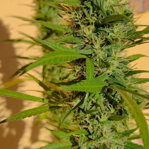 Piñita limón  growlog timeline photo