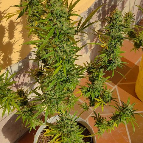 Piñita limón  growlog timeline photo