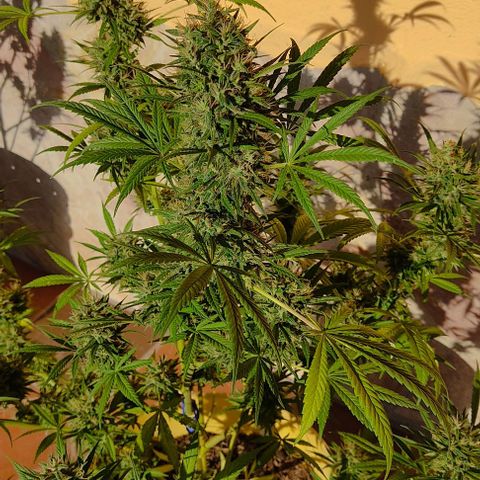 Rosa kush growlog timeline photo