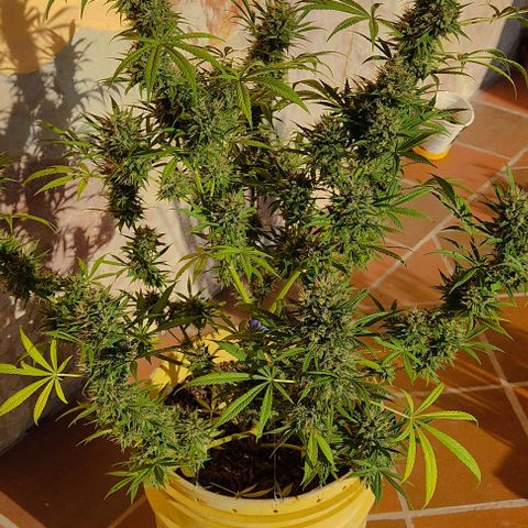 Rosa kush growlog timeline photo