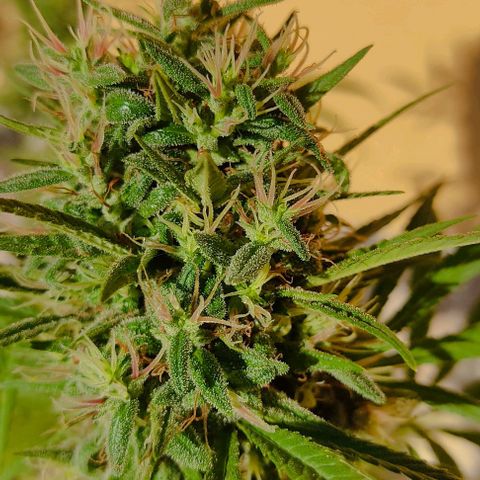 Rosa kush growlog timeline photo
