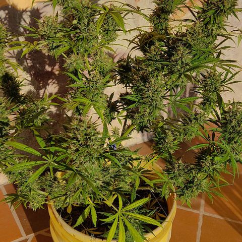 Rosa kush growlog timeline photo