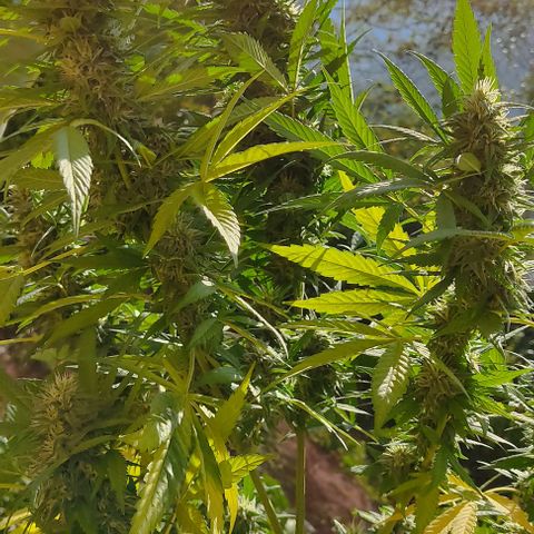 MesaMad growlog timeline photo