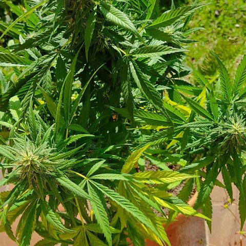 MesaMad growlog timeline photo