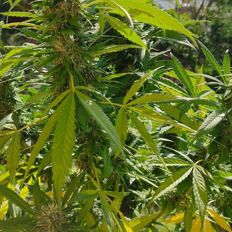 MesaMad growlog timeline photo