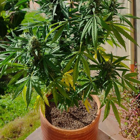MesaMad growlog timeline photo