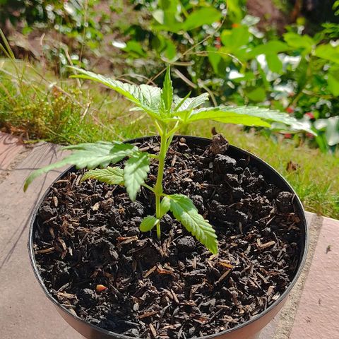 Catas BD #1 growlog timeline photo