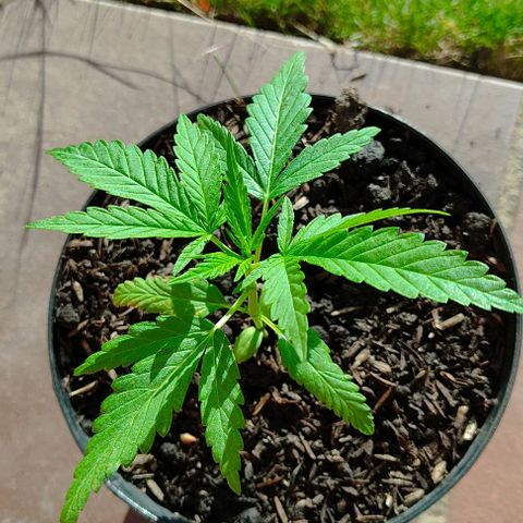 Catas BD #1 growlog timeline photo