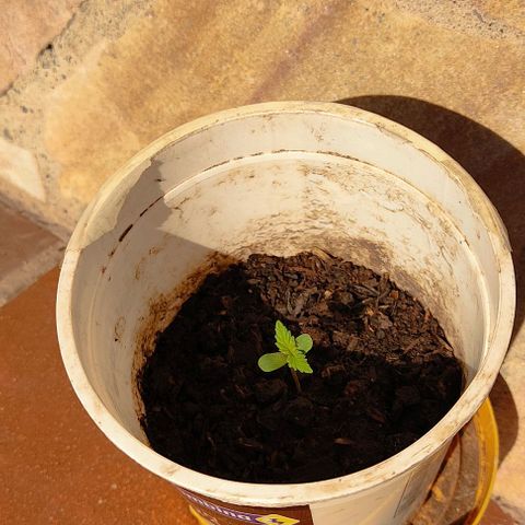 Novellow growlog timeline photo