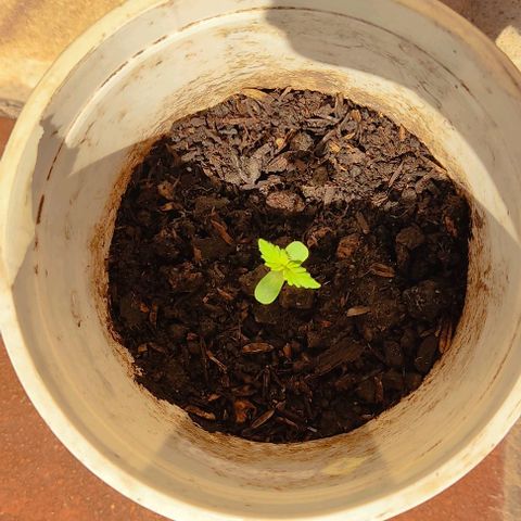 Novellow growlog timeline photo