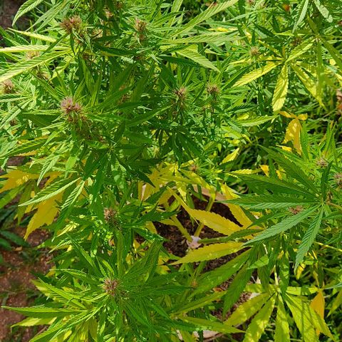 Desconocida #2 growlog timeline photo