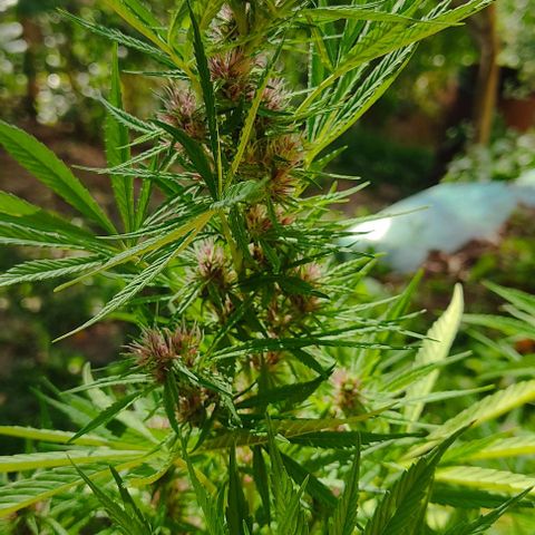 Desconocida #2 growlog timeline photo