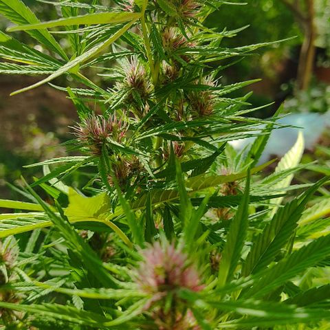 Desconocida #2 growlog timeline photo