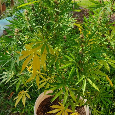 Desconocida #2 growlog timeline photo