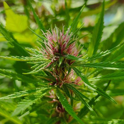 Desconocida #2 growlog timeline photo