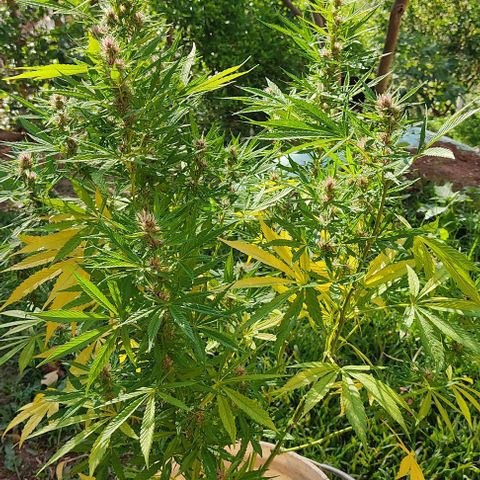 Desconocida #2 growlog timeline photo