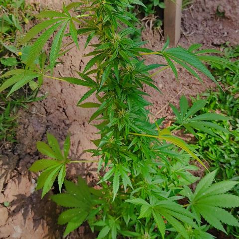 Las 3 marías  #3 growlog timeline photo