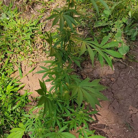 Las 3 marías  #3 growlog timeline photo