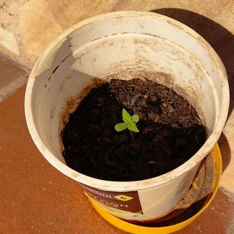 Novellow growlog timeline photo