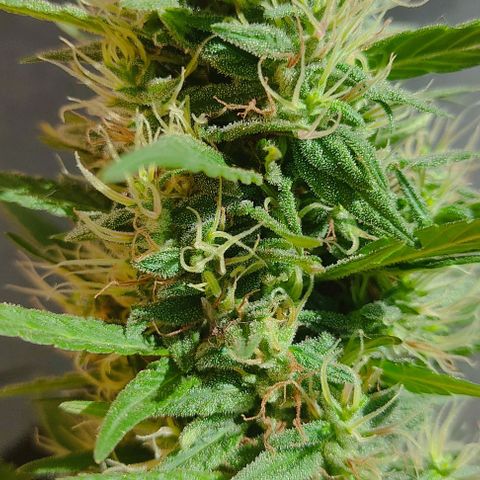 Piñita limón  growlog timeline photo