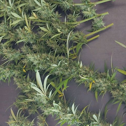 Piñita limón  growlog timeline photo