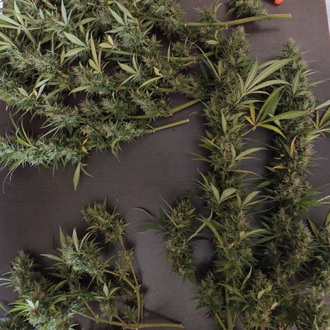 Piñita limón  growlog timeline photo