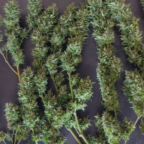 Piñita limón  growlog timeline photo