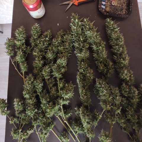 Piñita limón  growlog timeline photo