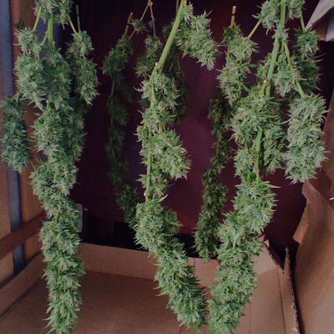 Piñita limón  growlog timeline photo