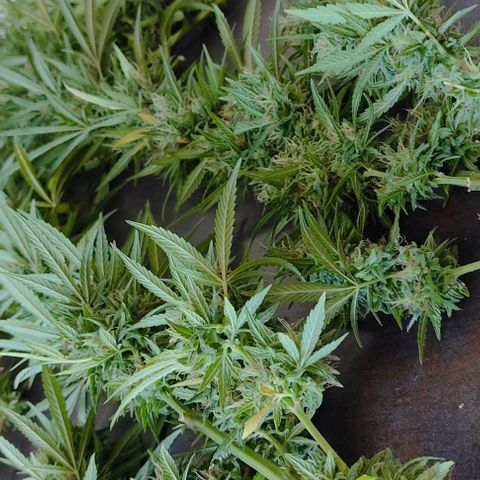 Piñita limón  growlog timeline photo