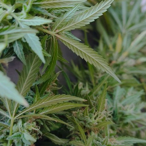 Piñita limón  growlog timeline photo