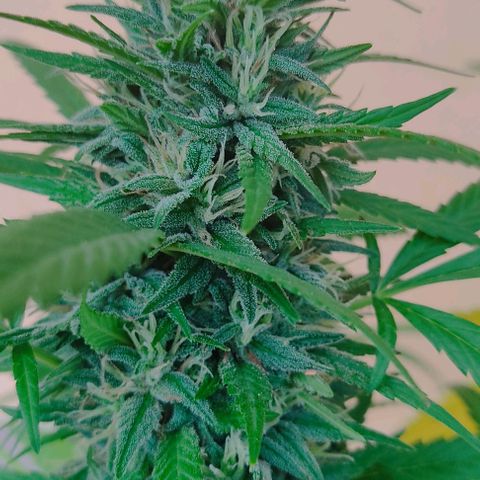 MesaMad growlog timeline photo