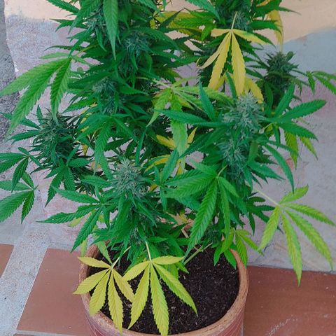 MesaMad growlog timeline photo