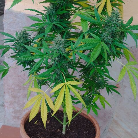 MesaMad growlog timeline photo