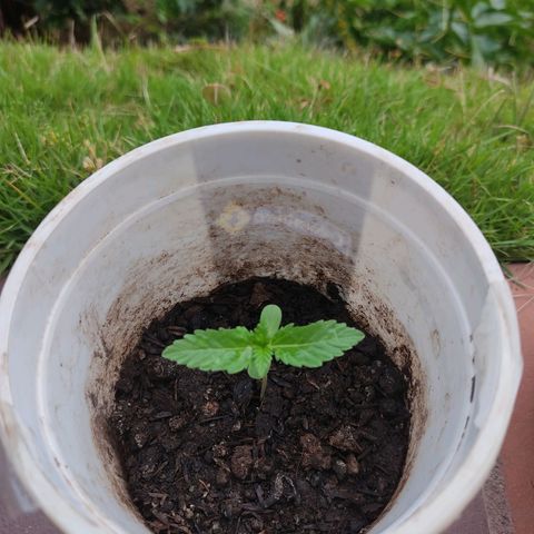 Novellow growlog timeline photo