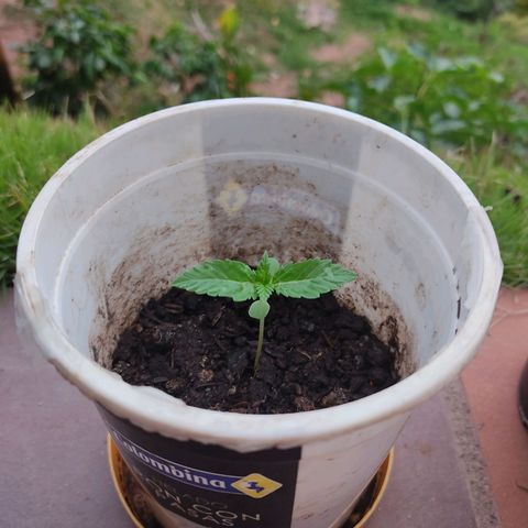 Novellow growlog timeline photo