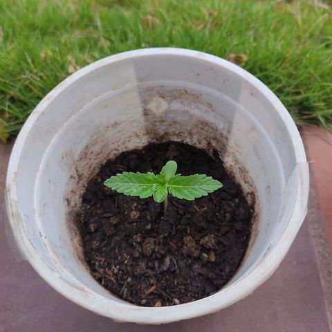 Novellow growlog timeline photo